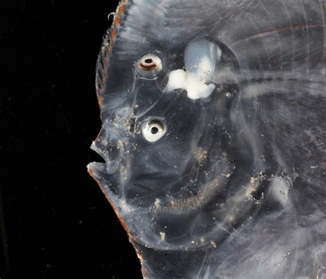 Deep Sea Fish: The Complete Guide for 2025 .